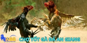 Giới thiệu về chợ tốt gà đá An Giang