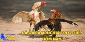 Giới thiệu đá gà Campuchia trực tiếp hôm nay