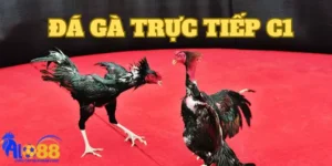 Tìm hiểu đá gà trực tiếp C1 là gì