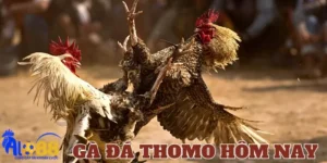 Tổng quan thông tin về gà đá thomo hôm nay