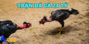 Giới thiệu về trận đá gà 24 tỷ đầy kịch tính