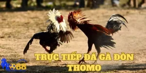 Giới thiệu về trực tiếp đá gà đòn Thomo